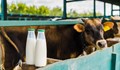 Вносът на украинско мляко подбива цените на българските производители