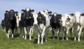Установиха случай на "луда крава" в Швейцария