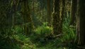Международно изследване: Планинските гори изчезват с ускоряващ се ритъм