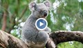 Любопитна коала посети бензиностанция в Южна Австралия