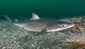 Задържаха три български кораба в Румъния за бракониерство на акули