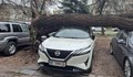 Бурен вятър поваля дървета върху коли в Пловдив