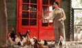 Софиянци масово купуват кокошки преди Великден