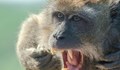 Маймуни раниха туристи, бутнаха 60-килограмова скала върху тях