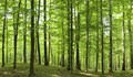 Над 2 хиляди декара са новите гори в Централна Северна България
