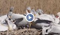 Излюпиха се първите къдроглави пеликанчета в местността „Калимок - Бръшлен“!