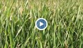 Реколтата от пшеница е под въпрос в Добруджа