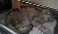Откриха жива котка 49 дни след земетресението в Турция