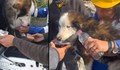 Спасиха куче, оцеляло 23 дни под отломките в Антакия
