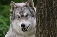 Мъж похарчи 22 000 долара, за да стане вълк