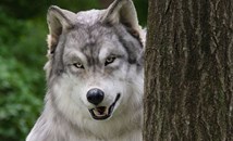 Мъж похарчи 22 000 долара, за да стане вълк