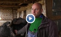 Животновъд: Не остана истинско мляко в България