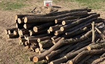 Откриха незаконна дървесина в два имота в Сливо поле
