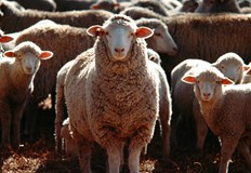 Секторът е пред фалит Животновъдите у нас са готови и