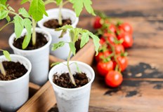 По високите цени на водата енергоносителите и торовете оскъпяват и разсадаВ