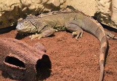 15 годишният Пурко обича да си похапва плодове и зеленчуци Екзотични домашни