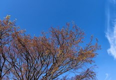 Температурите днес ще стигнат до 15 градусаВ неделя призори ще