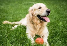 5 признака показват че едно куче е щастливоКучето внася много