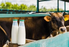 С 33 са нараснали изкупните цени на млякото у нас