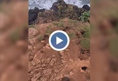 От местната власт призовават хората да спрат да хранят птициПлъхове