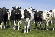 Консумацията на месо заразено с луда крава може да предизвика