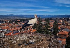 Дългокраки предвестници свиват гнездо на върха на камбанарията от десетилетияИ