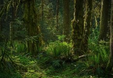 Сечта пожарите и селското стопанство водят до все по бързото изчезване