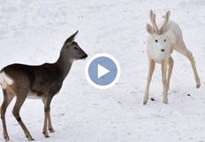 На пръсти се броят хората видели сръндак албиносИзключително рядък феномен