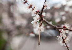 В последния ден от следващата седмица има потенциал за гръмотевични