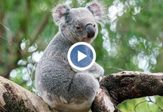 Коалата прекара около 40 минути в бензиностанциятаЛюбопитна коала посети бензиностанция