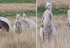 Причината за светлата им кожа е липса на пигментацияИзключително рядка