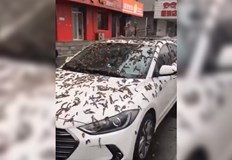 На кадрите е възможно да се видят животните покриващи улици