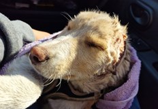 Първоначалните подозрения на ветеринарите че ушите на кучето са отрязани