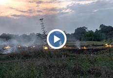 Огнището което е най близо до местообитанието на пеликаните за щастие