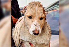 Двама от тях са непълнолетниТрима задържани за зверското посегателство върху