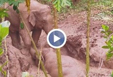 Изпадналият в беда слон успял да се измъкне след намесата