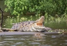 Властите в страната съобщават че след наводненията крокодилите са навсякъдеТийнейджър
