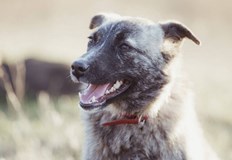 Само в Обретеник местните са преброили 77 бездомни кучета които