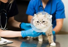 Проучването е обхванало над 1 милион домашни любимци Ново проучване