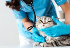 Ветеринари алармират че само една седмица над 10 души са