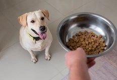 Инфлацията удари по джоба и стопаните на домашни любимциОт години