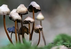 Псилоцибинът е активната съставка в т нар магически гъби Загубата на невронните