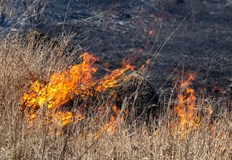 Запалванията са били в землищата на селата Тръстеник и КарамановоДва