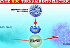 Huc е извлечен от обикновена живееща в почвата бактерияУчените често