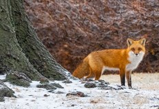 Разпространението на вируса сред бозайници предизвиква голямо безпокойствоФранция съобщи за