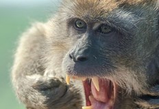 След нападението приматите замеряли хората с камъниТрима туристи в Южна