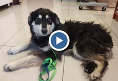 Хриси е била доста отпаднала и силно изнемощяла каза ветеринарятСпасиха