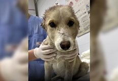 3 месечното куче е откарано във ветеринарна клиника в Стара Загора