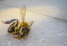 От Националната служба за съвети в земеделието ще дадат информация