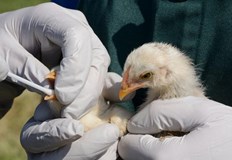 Трябва да се намали риска от предаване на заразата от